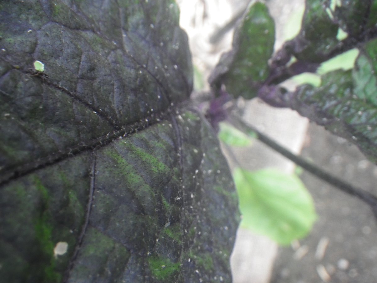 自給自足生活 ナス 四つの株のうち1番奥の子がなんだかおかしい 新しい葉には水分が感じられずカサカサしている 異常な数のアリが集っている 苗自体あまり元気がなさそう アリが多いってことはアブラムシか ナス 家庭菜園