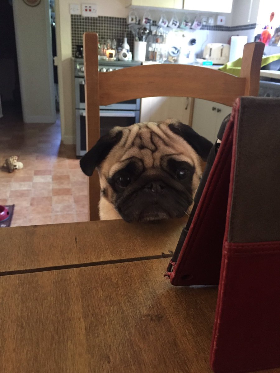 Chester_da_Pug's tweet photo. Checking my Twitter !! Happy Saturday everyone !! https://t.co/aBBn8wXzhM