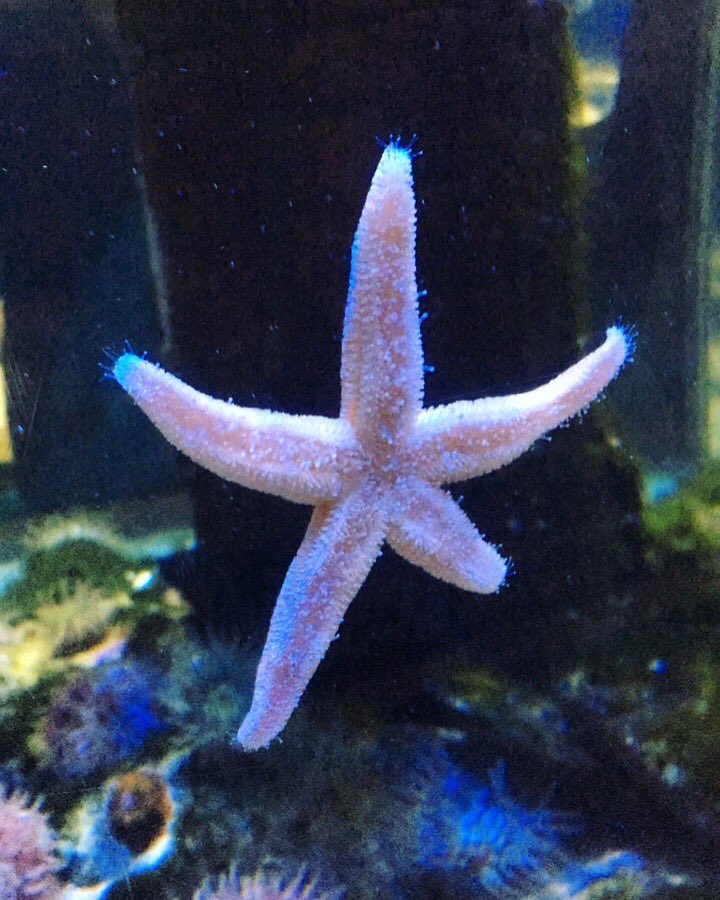 RheonJones's tweet photo. Great little trip to @angleseyseazoo with @Dafydd_T. Who knew jellyfish could be so fascinating to watch! #seazoo #randomvisit 🦀🐙🐠🐟 x https://t.co/NfzxT0oRzh