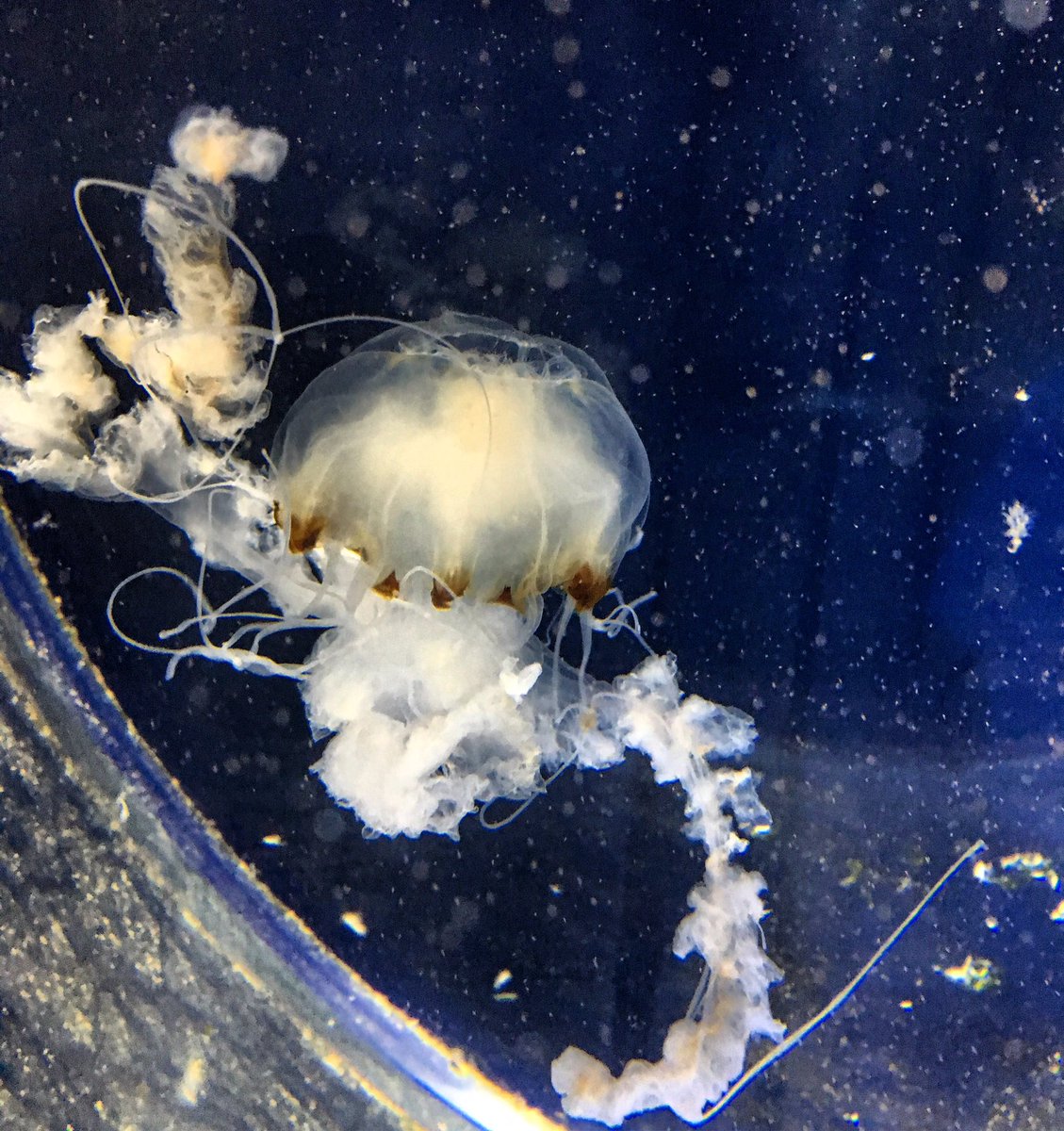 RheonJones's tweet photo. Great little trip to @angleseyseazoo with @Dafydd_T. Who knew jellyfish could be so fascinating to watch! #seazoo #randomvisit 🦀🐙🐠🐟 x https://t.co/NfzxT0oRzh