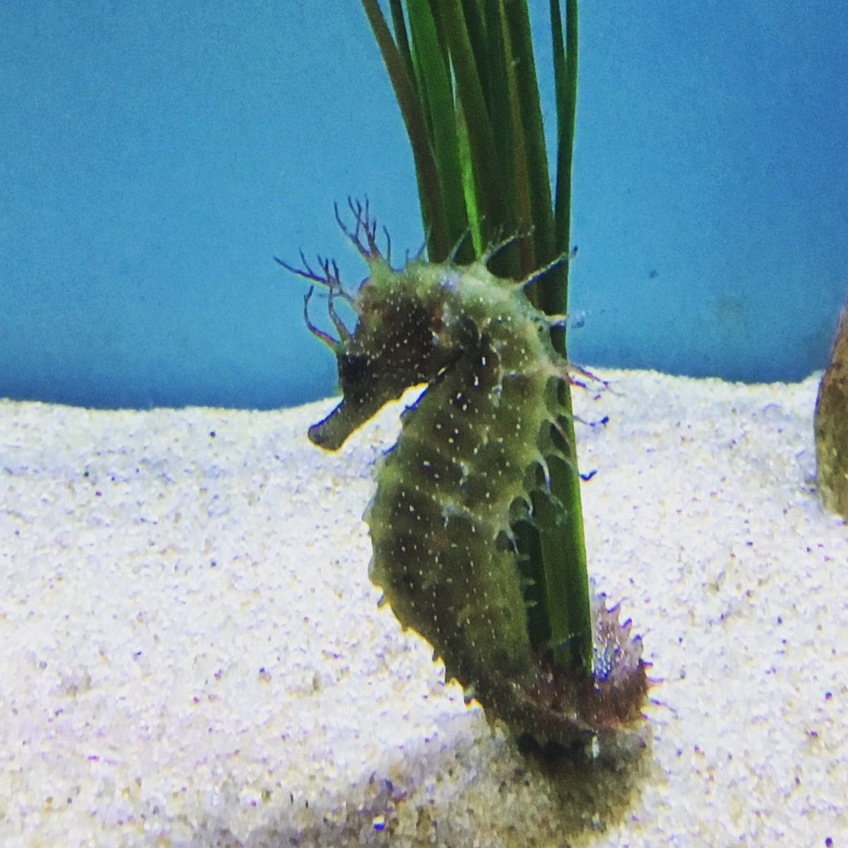 RheonJones's tweet photo. Great little trip to @angleseyseazoo with @Dafydd_T. Who knew jellyfish could be so fascinating to watch! #seazoo #randomvisit 🦀🐙🐠🐟 x https://t.co/NfzxT0oRzh