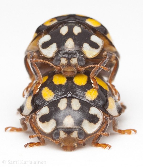 KarjalainenSami's tweet photo. Luhtapirkot rupesivat hommiin heti, kun kuulivat, että sain apurahan seuraavaan kirjaprojektiin. #Coccinellidae #Sospita https://t.co/OsodFbhaSh