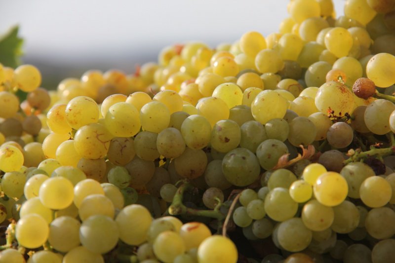Plonger dans le monde du Muscat De Saint Jean De Minervois à travers le parcours d'une femme viticultrice
ecole-muscadelle.fr/programme-des-…