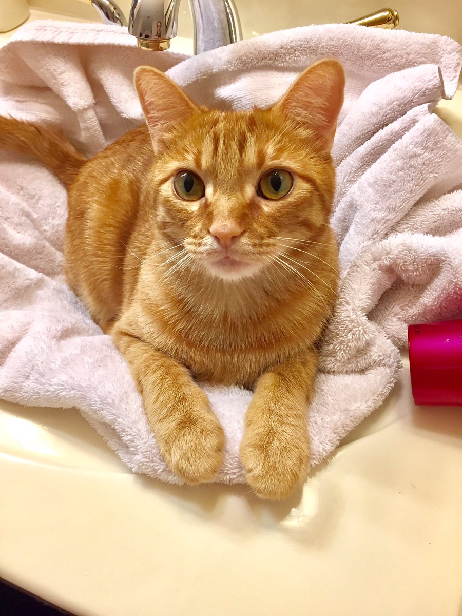 ZeekofTexas's tweet image. I love being in the sink, I can see everything from here! -Reily🐱🐾