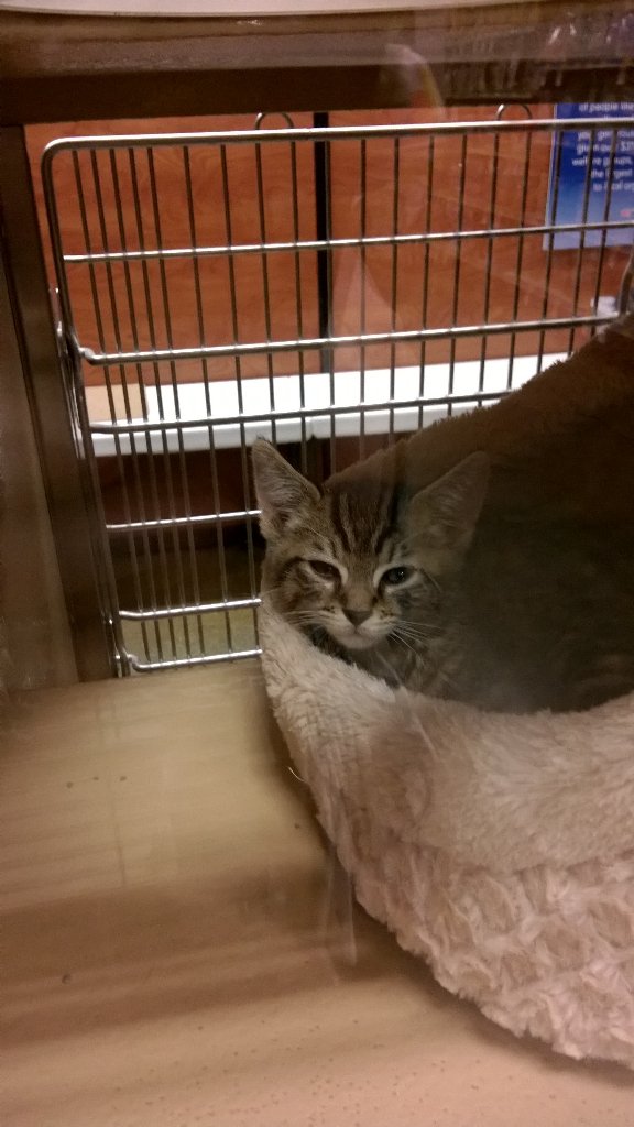 PetSmart #2392 tweet media