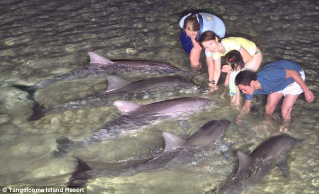 OssipoffEmma's tweet photo. Dolphins bring gifts to humans @ beach resort. They trust us. We shouldn't kill or capture them. #eajapan https://t.co/AcGYVsSVBt