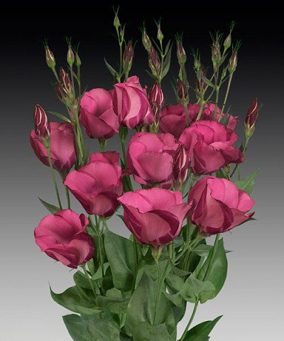 TNikolyuk's tweet image. 