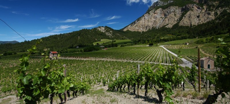 Quelle image avez-vous de la clairette de Die? Que connaissez vous  de son vignoble et de son histoire?
ecole-muscadelle.fr/programme-des-…