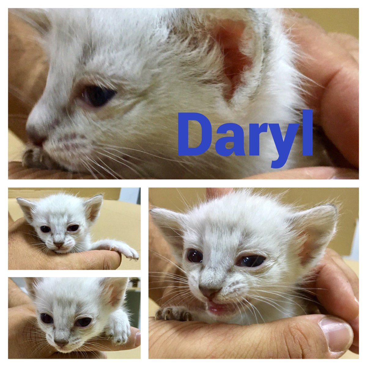 sosgatosmurcia's tweet photo. Daryl, Rick y Maggie, los peques de Lucille que siguen sin reserva, os desean #FelizSabado y os dicen #ADÓPTAME! Se envían por España! https://t.co/Bi6cuogiLs