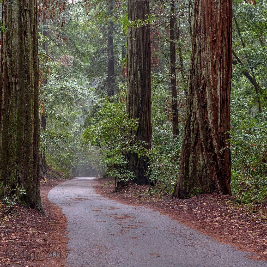 dcassat's tweet photo. Redwood Stroll  #california #sonomacounty #redwoods #trees #armstrong #landscapephotography #landscapelover #lands… https://t.co/OnflrYdbWX https://t.co/dI5LP9Wrb0