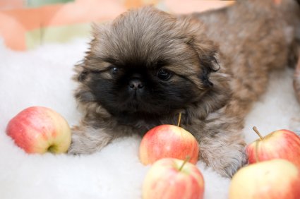 Dogs Begging for Food: How to Curb that Bad Pekingese Habit. Share this to your friends!
pekinews.com/dogs-begging-f…

#peke #pekingese #pekes