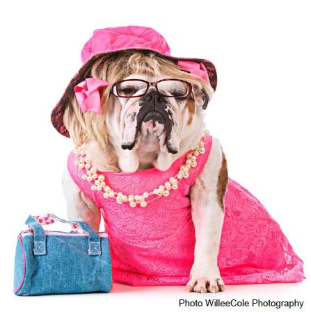 Could your dog be next stage star? Auditions to open in Wycombe j.mp/2r5Ugaa #Bucks