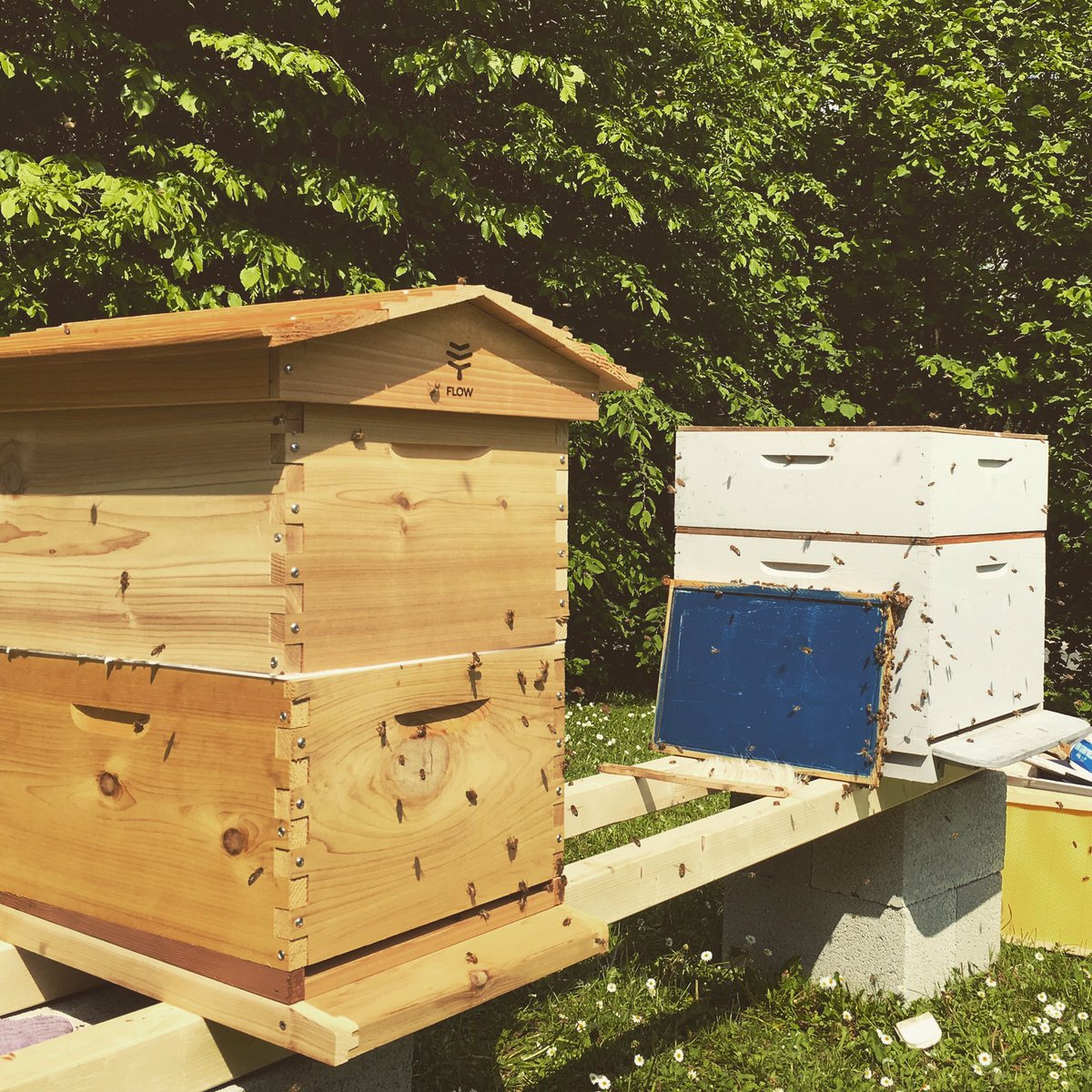 SaveBee_lux's tweet image. #savebee is not about beekeeping however we do have pur own #hives in #luxembourg #Internationalhackathon