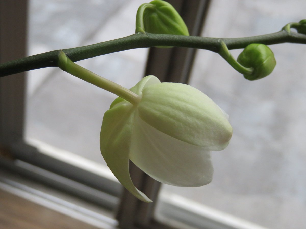 なほ 胡蝶蘭が咲きました 今朝は 蕾が大きくなったなぁ と 思っていたのですが 帰宅すると一輪咲いていました ビックリした 咲き終わった株を安く買ったので 色が分からなかったのですが 白でした 小さいけど 咲いてくれた