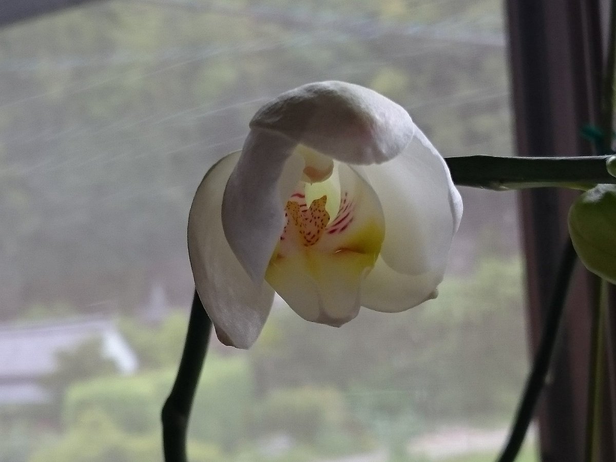 なほ 胡蝶蘭が咲きました 今朝は 蕾が大きくなったなぁ と 思っていたのですが 帰宅すると一輪咲いていました ビックリした 咲き終わった株を安く買ったので 色が分からなかったのですが 白でした 小さいけど 咲いてくれた