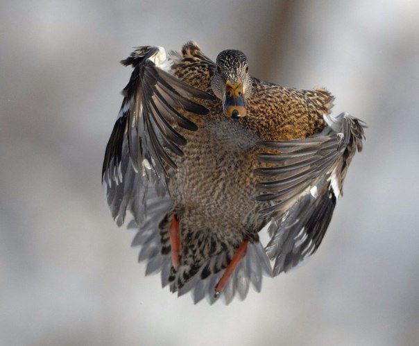 Картиночки - Страница 164 - 1-ый класс для Буратин