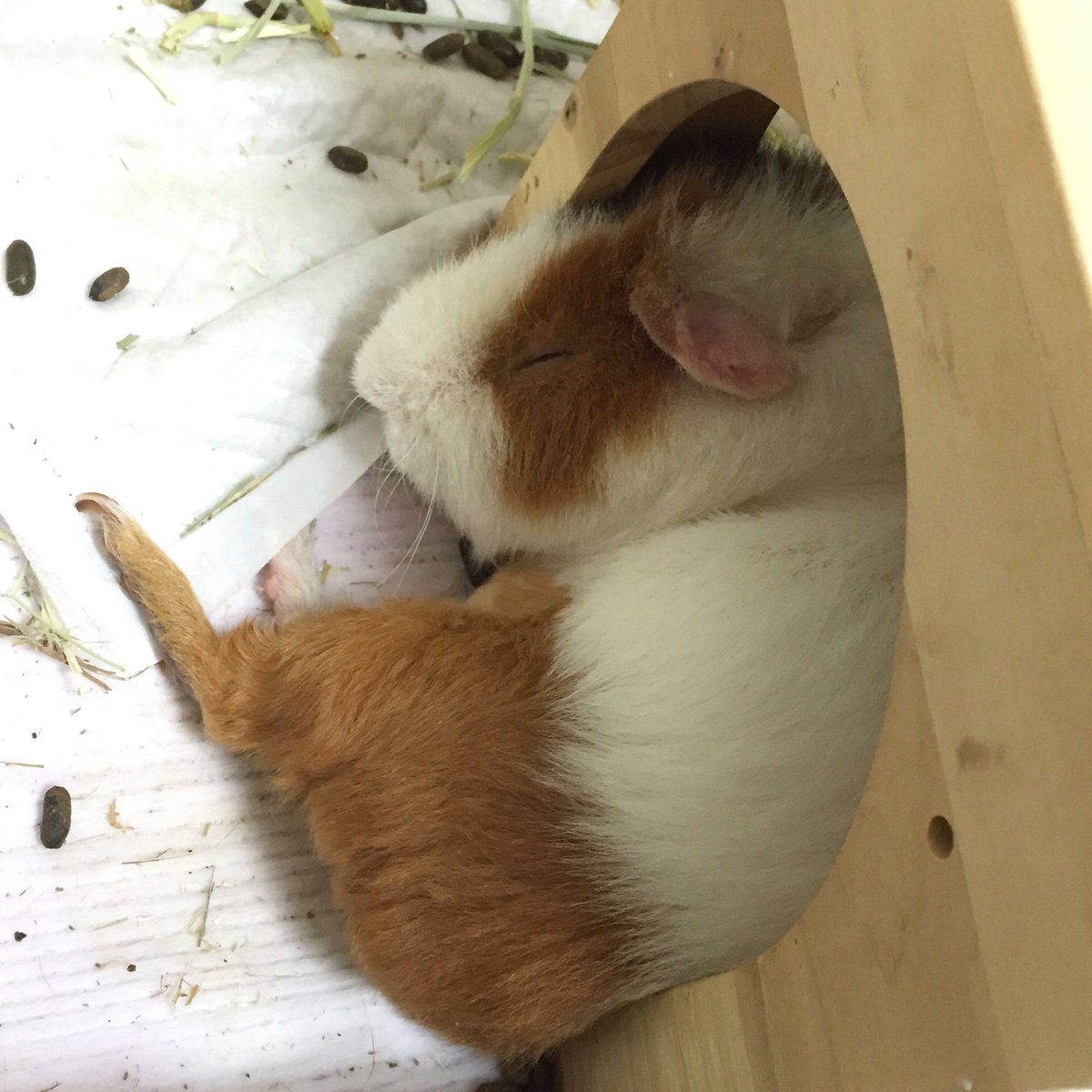 モルモットが丸すぎる初夏