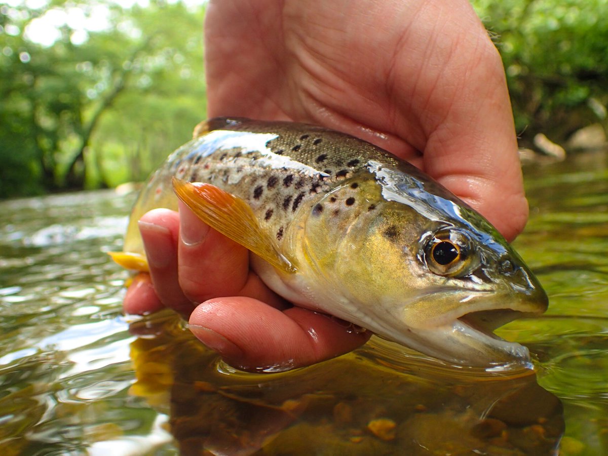 peaksflyfishing tweet picture