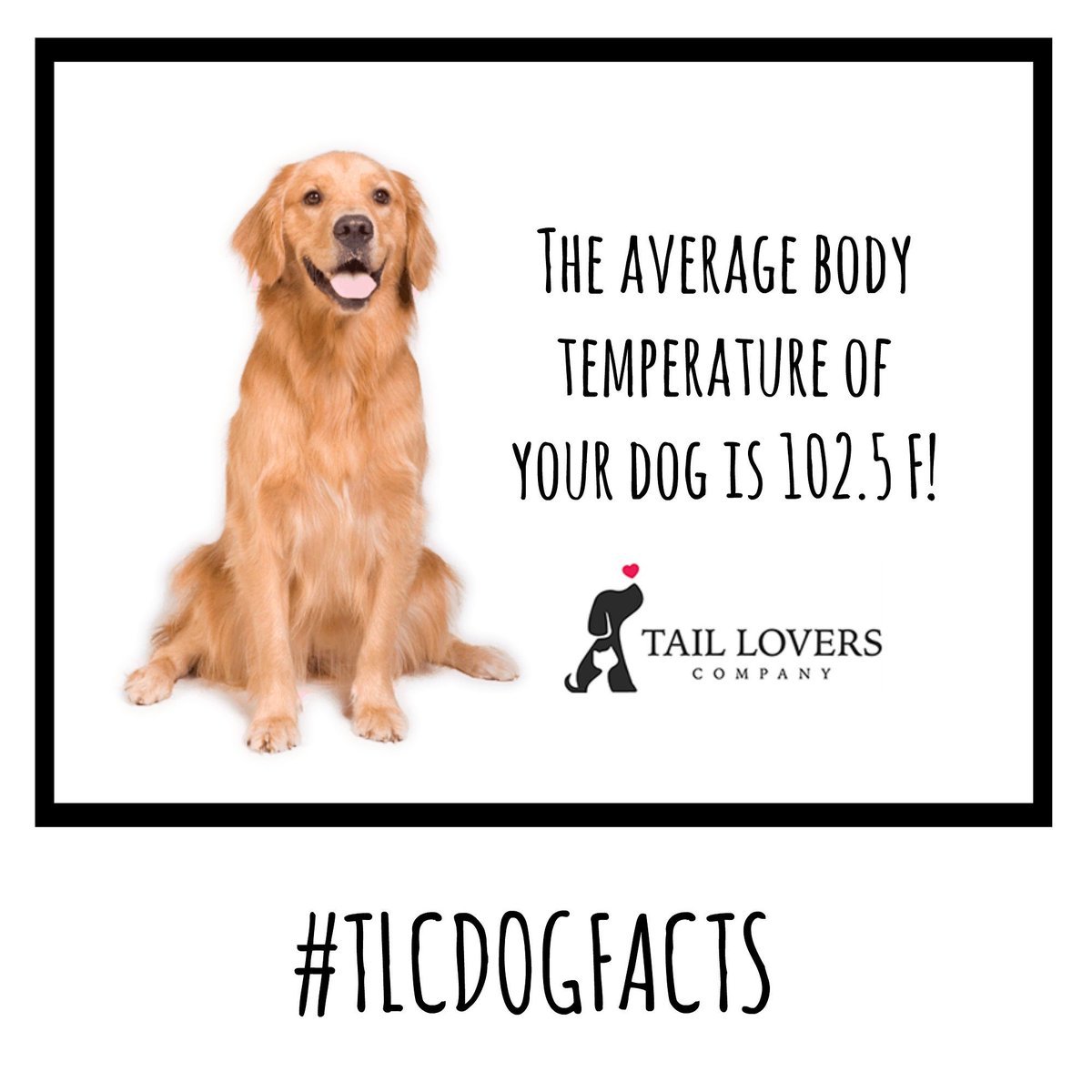 tailloversco's tweet photo. Have u ever wondered why ur dog feels so warm and cozy on cold nights? It's because his/her avg. body temperature is 102.5 F! 
#TLCDogFacts https://t.co/QzjUDfNGEM