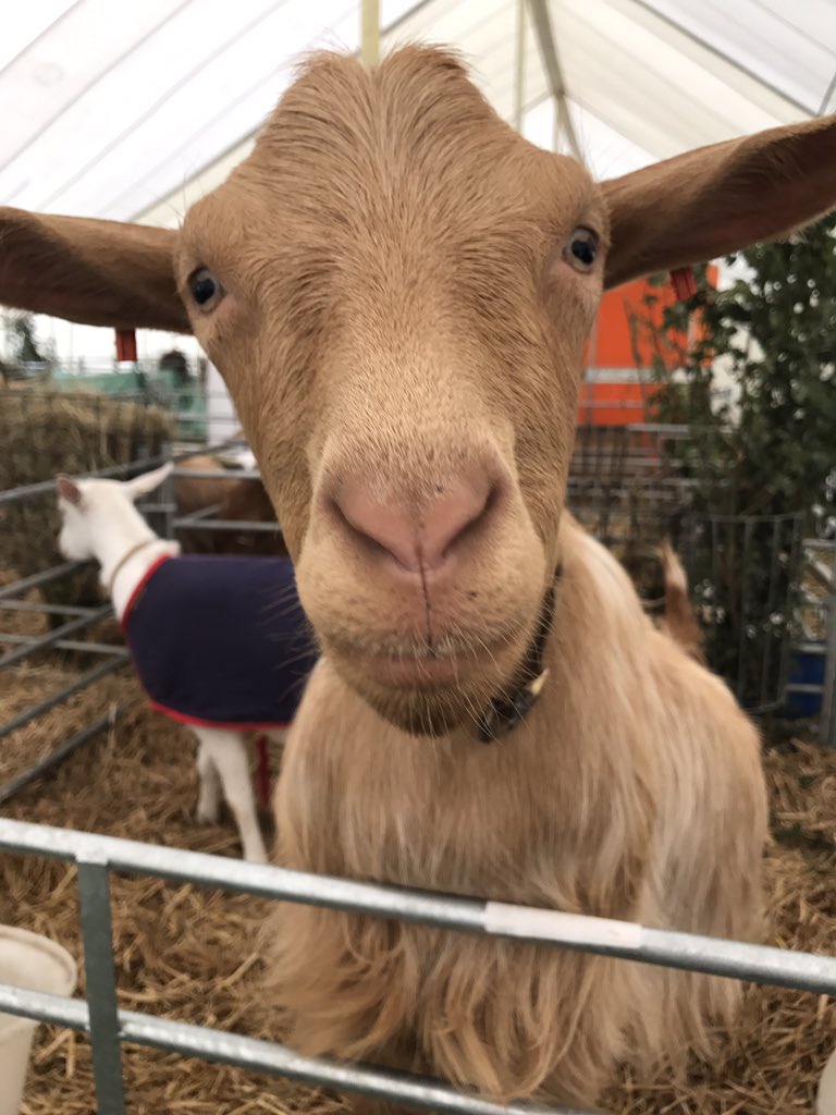 SouthEngShows's tweet photo. Nice to meet you! Come and visit the #goats #SoEShow #Sussex https://t.co/OPtbN4znHo