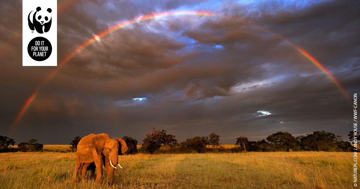 wwf_uk's tweet photo. More African #elephants now being poached than born 😢🐘 Find out how you can help protect them for future generations https://t.co/us2Hzw3vXX https://t.co/FqXOlOm83L
