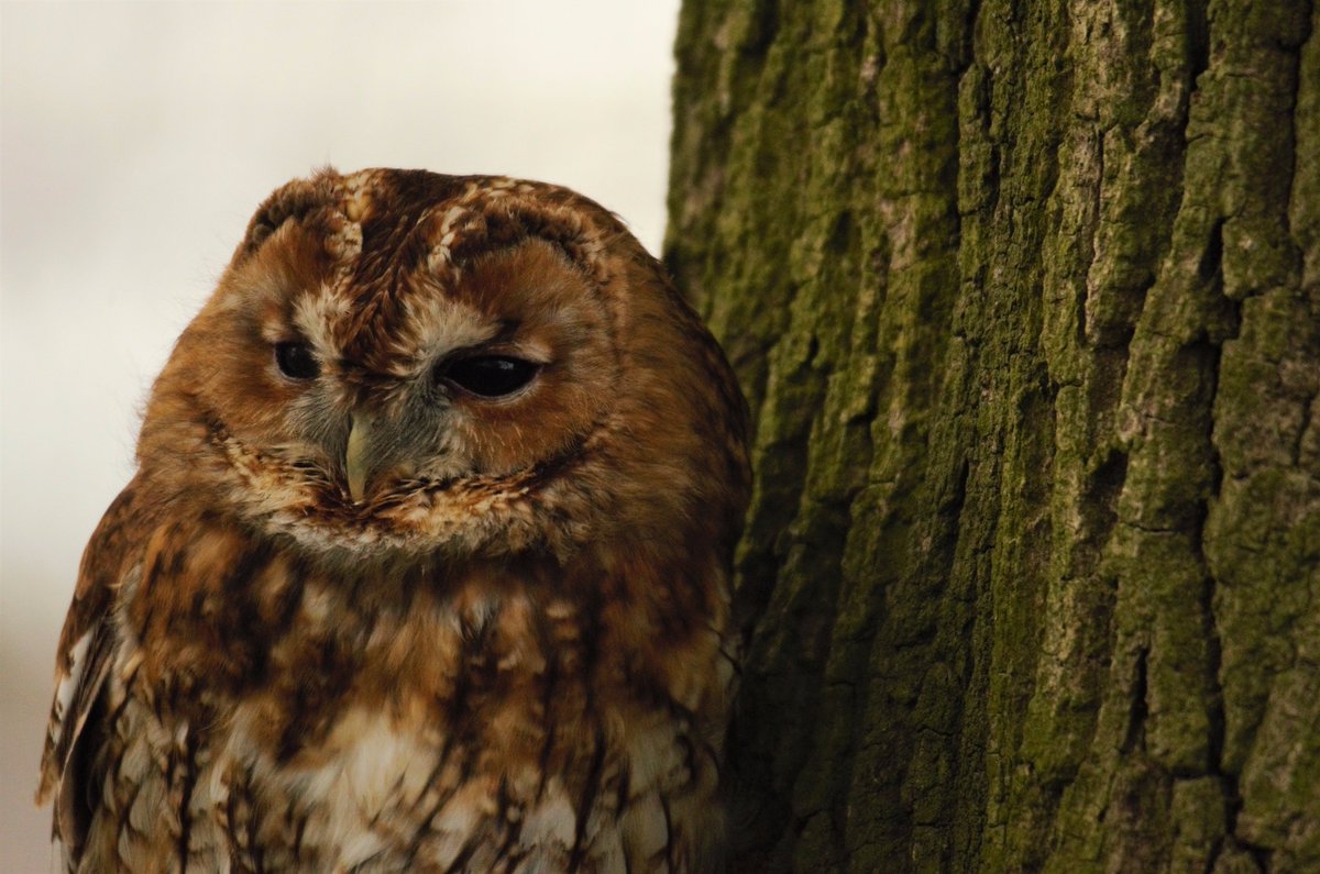 livpearson7's tweet photo. Few snaps of a Tawny Owl I took a while back. #cutiehootie https://t.co/9LRcNzzKZW
