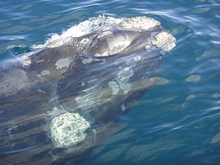 [New Blog Post] 
Discover how two sea creatures represent the perfect metaphor of today's business life
blog.chemali.org/2017/06/the-ba…