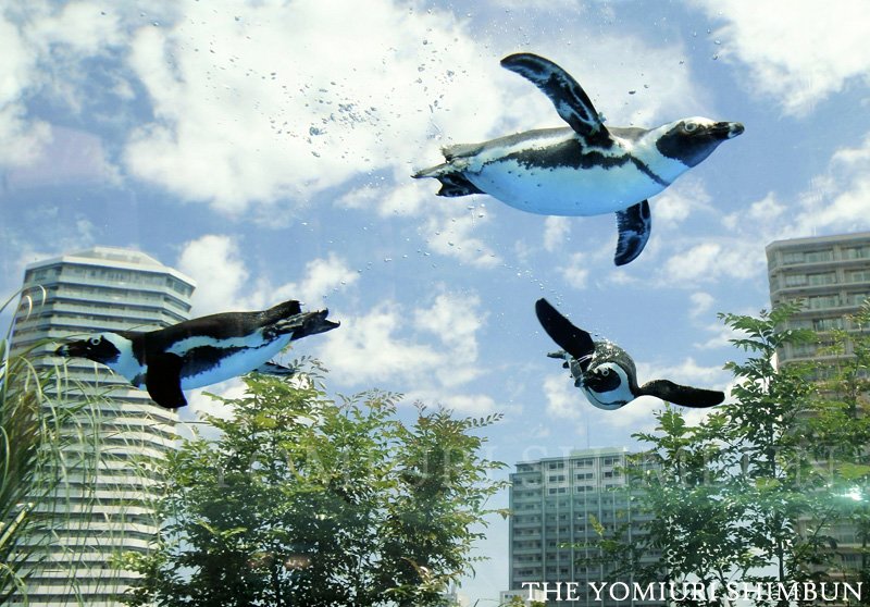 Twitter 上的 読売新聞写真部 空飛ぶ ペンギン 東京 豊島区の サンシャイン水族館 の屋上エリアに水槽が新設され ペンギンたちがまるで空を 飛ぶように泳ぎ回っています 加藤学撮影 Sunshine Aqua 動画はこちらからご覧ください T Co V1dnafzrmg