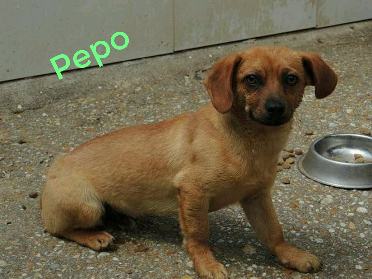 LuProt's tweet photo. Cachorriños de raza pequeña, 7 meses aprox...super cariñosos y buenos aunque con algo de miedo.
 Urge que salgan😩
#adopta #acoge #Lugo https://t.co/pK0dxfVHUM