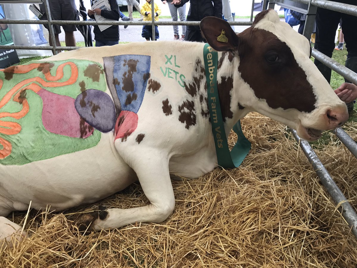 vickisheps's tweet photo. Well done team!!! And our star Rosie! #teampenbode #xlvets #anatomycow #RoyalCornwallShow https://t.co/F0oHAbdKfD