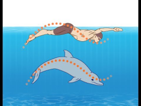 SwimmingHQ's tweet photo. #swimming how to swimming ||Easy Tips for Swimming ||How to Swim Underwater in hindi urdu - https://t.co/OrZafBnLwa #RT #Retweet https://t.co/vfOeGS2c4B