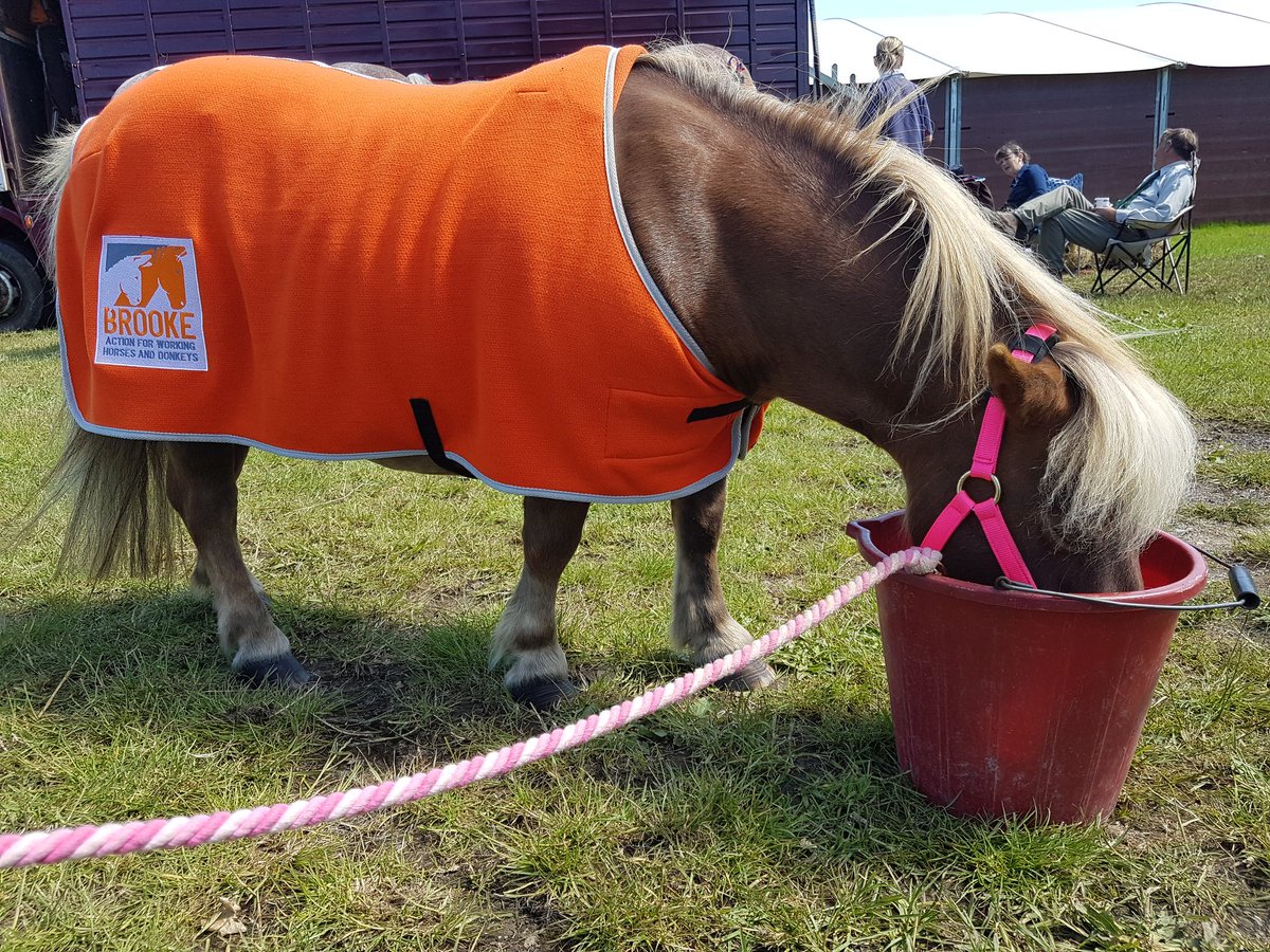 TheBrooke's tweet photo. It's important for all working equines, including Mini Fat Pony, to have readily available water! Here she is @seas_org #SoEshow taking 5 π¦ https://t.co/heHHEgAfmg