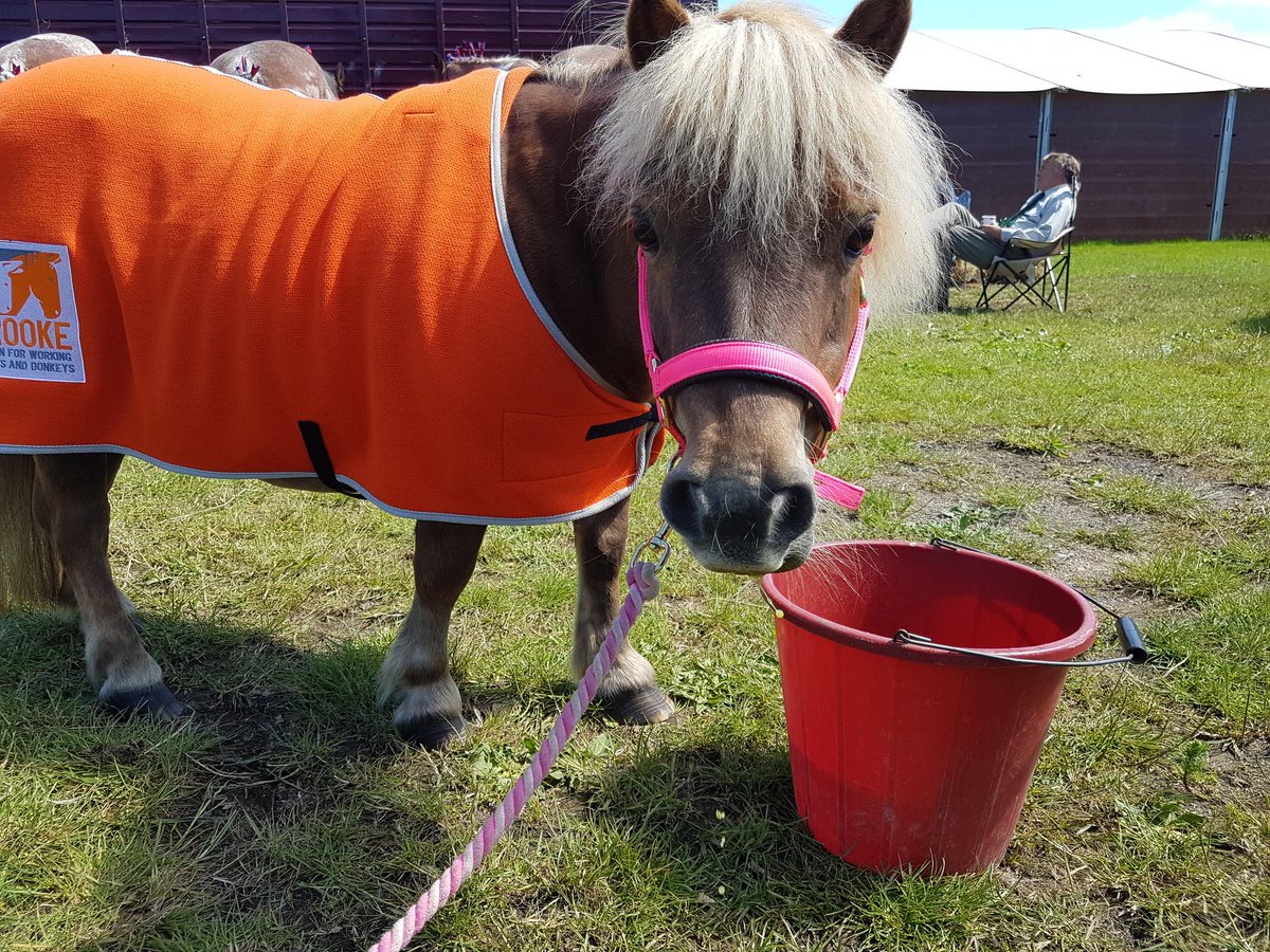 TheBrooke's tweet photo. It's important for all working equines, including Mini Fat Pony, to have readily available water! Here she is @seas_org #SoEshow taking 5 π¦ https://t.co/heHHEgAfmg