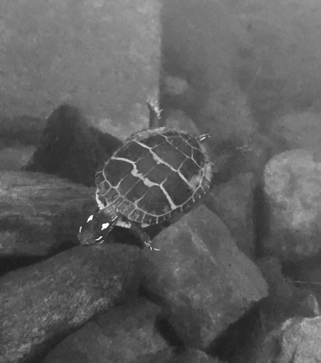 ChadwicksSpirit's tweet photo. Tripod the #turtle is back and swimming around in the #DoomForest pond! He survived the cold and VERY snowy winter. 🐢. #DoomForest https://t.co/br0F2OBnjZ