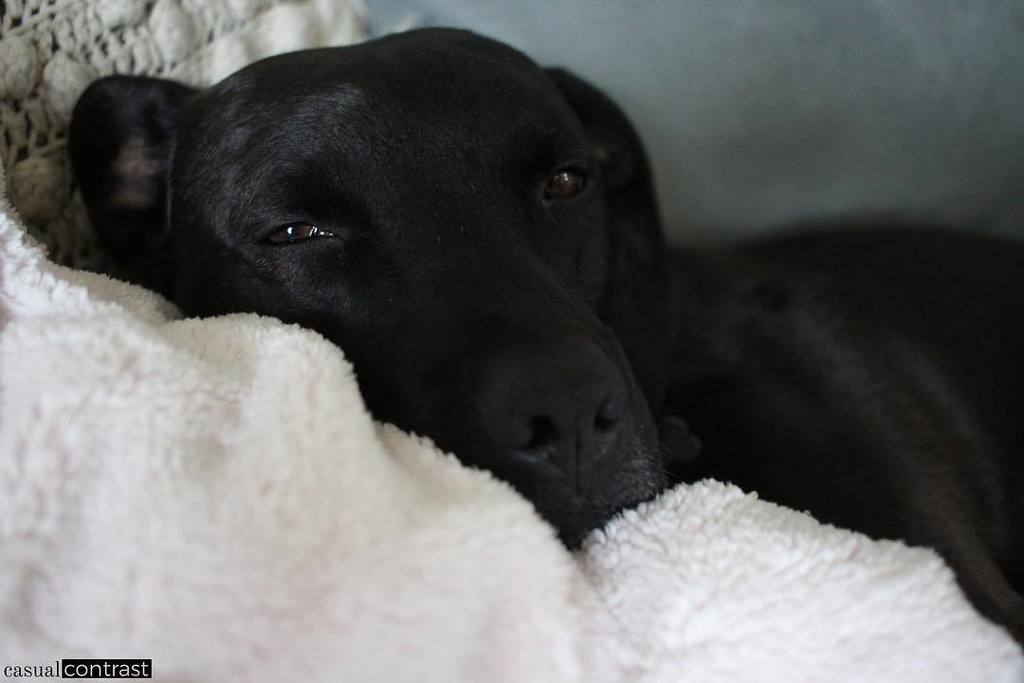 casualcontrast's tweet photo. Summertime snoozin (in the AC) ✌🏻🌞💤 #bobdraher #blacklab #labmix #pitmix #pitbull #dogsofinstagram #pitbullsofinst… https://t.co/TsSrgUvi3S https://t.co/VKSveuS5ch
