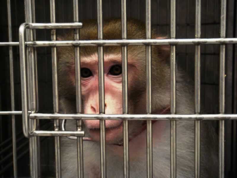 dynamicpetduo's tweet photo. Learn bout a veterinarian's lawsuit against @UTMB.edu bc he spoke up bout suffering of animals used in experiments. https://t.co/seT9sUHQYU https://t.co/eWxDFseBaD