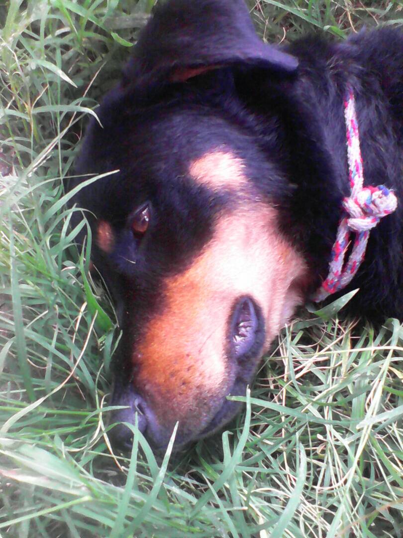 protectoraASN's tweet photo. 💞 RAMONA #EnAdopción 💞

Fue abandonada en Campo Claro en #Mérida 💔 Es una preciosa hembra que ya esta esterilizada.

Info ☎->  04265775147 https://t.co/TJMrFX9ZXp