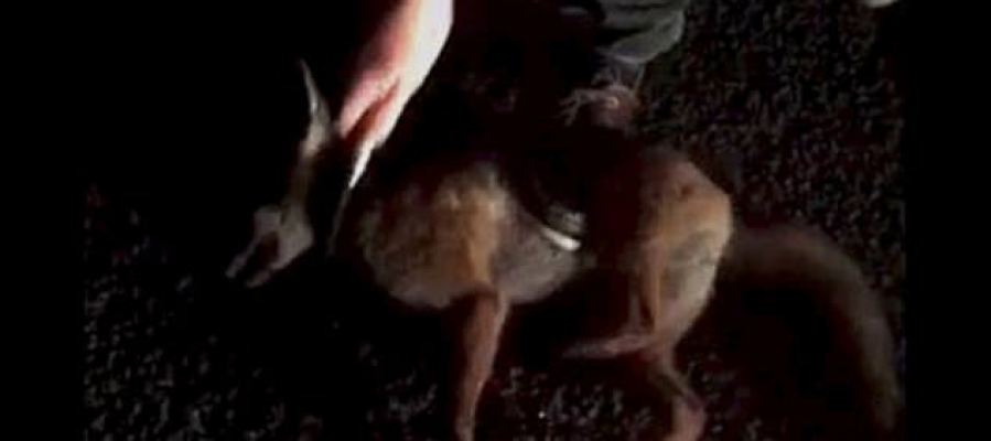 Expulsan a varios alumnos en Reino Unido por compartir un vídeo torturando a un zorro y un gato [DURAS IMÁGENES] atres.red/de5tw1