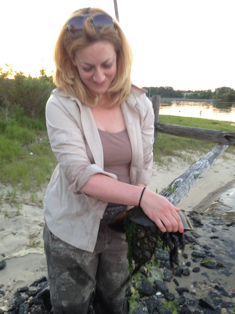 FlammaBombo's tweet photo. Horseshoe crab tagging. Scooped up this huge female. It was a blast! #horseshoecrab #littoralsociety #sharkriver #invertebrate #conservation https://t.co/kMGDR1oXxj