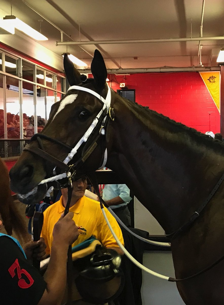 sentientjet's tweet photo. The gates are open at the @BelmontStakes! Time to put your game faces on. #lookinatlee #belmontstakes https://t.co/BvHZ0xZw7L
