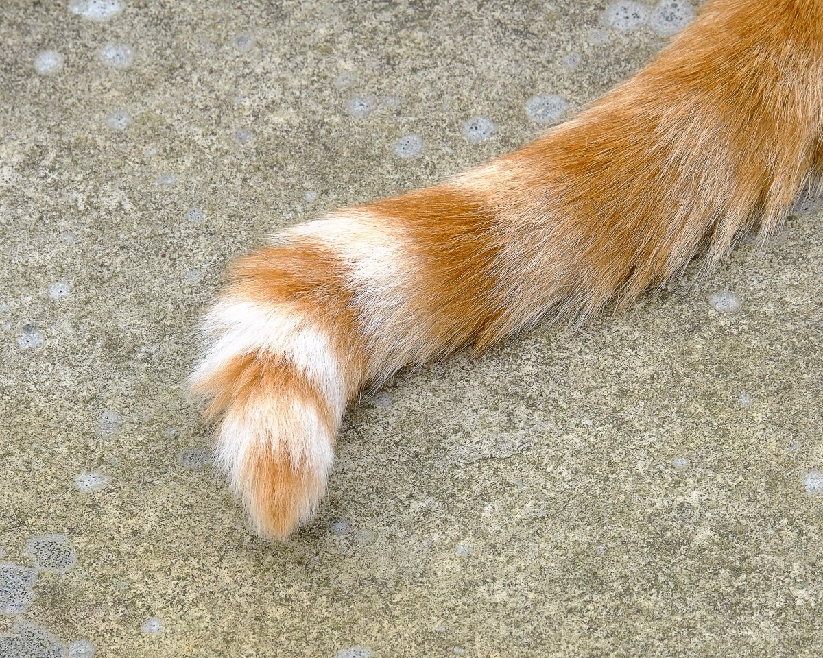 JodBart's tweet photo. @WilkiCameras #WilkiWeekends #WilkiWeekendsPets Jaffa the cat loves to show off his stripy tail. https://t.co/7zTyWyFc7C