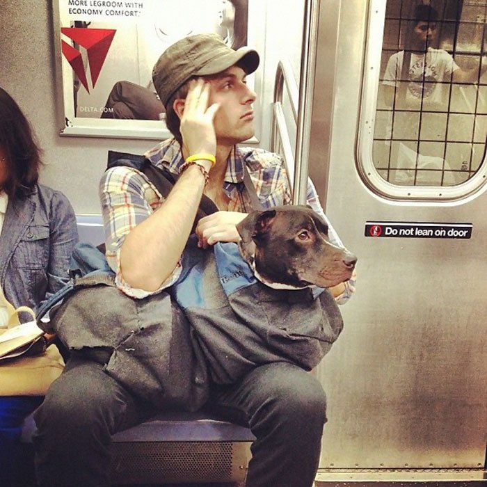 MichaelFleckDVM's tweet photo. More #Dogsinbags in #NYCSubway. #thepetbuzz https://t.co/3RDgIh6bmk