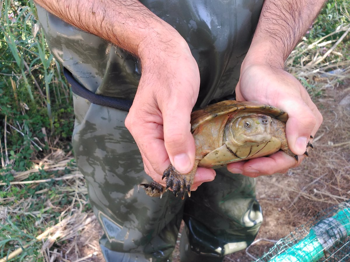 nyceducacion's tweet photo. Hui segona revisió del #ProjecteEmys a Torrent. 6 noves captures de #Mauremys, el que ens dóna un total de 12 exemplars en 2 dies! https://t.co/mR16HZ0Cq6