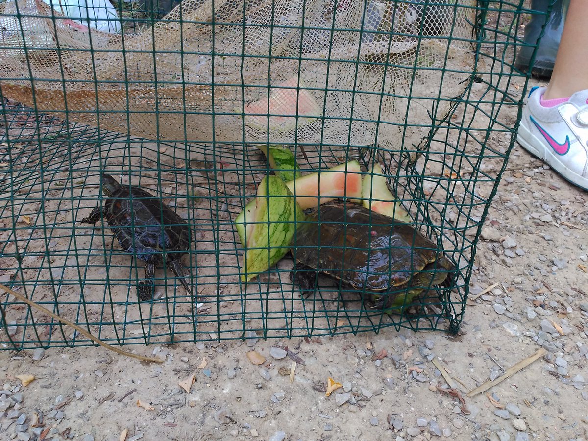 nyceducacion's tweet photo. Hui segona revisió del #ProjecteEmys a Torrent. 6 noves captures de #Mauremys, el que ens dóna un total de 12 exemplars en 2 dies! https://t.co/mR16HZ0Cq6
