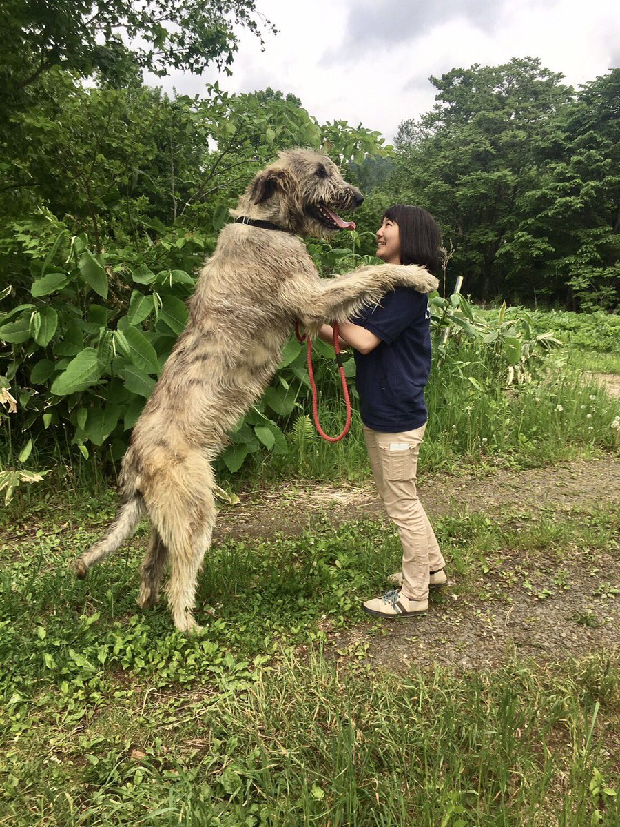 ノースサファリサッポロ 公式 世界一大きい犬 アイリッシュウルフハウンドのアーサー デカすぎる やっと1歳になった 笑