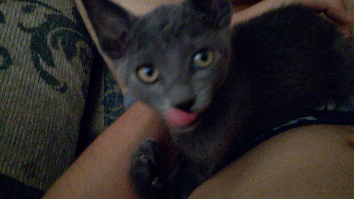 Daniel9Marin7's tweet photo. Cuando tu gato posa mejor en las fotos que tú. https://t.co/O5Sbj9nVAs