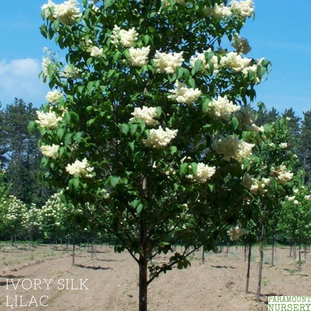 Paramountnursry's tweet photo. Who doesn't love lilacs?! 

Creamy white flowers in early summer; an ideal choice for small home landscapes!

https://t.co/KsDcUvUTOx https://t.co/GyaRsX5V8z
