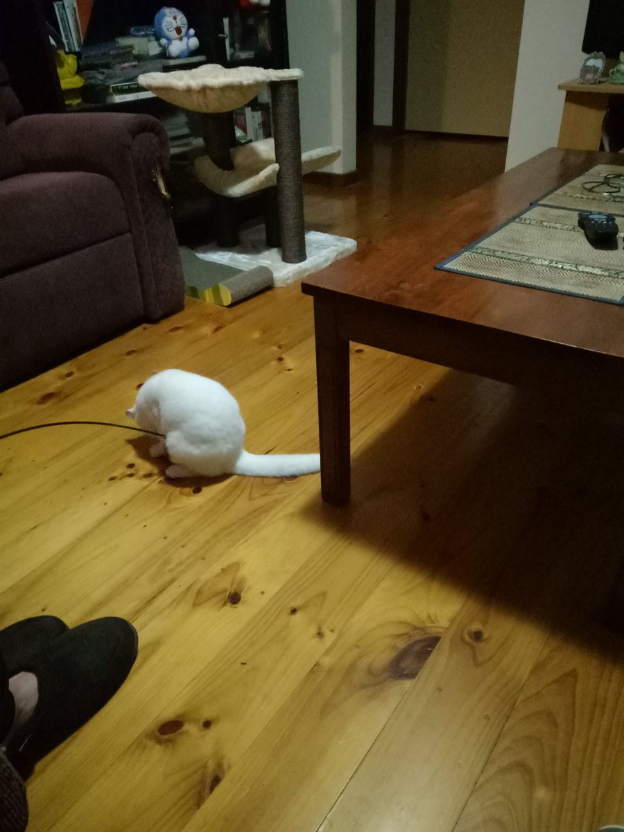 FionaKenndal's tweet photo. @catgirl321 @danapixie This is Lilly she is 5 months old and deaf!  We adopted her today!   😊💖 https://t.co/liKE2ZCg6w