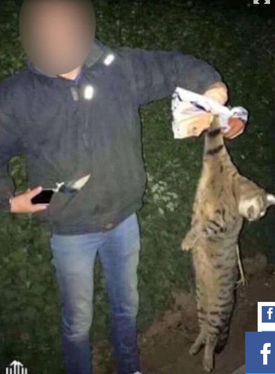 Protect_Wldlife's tweet photo. BASTARDS! Agricultural college students expelled for butchering a Fox, Badger &amp; teacher's Cat in 'cruelty contest' 😠 https://t.co/d4b3HeOmDW https://t.co/OIUwjguP7A