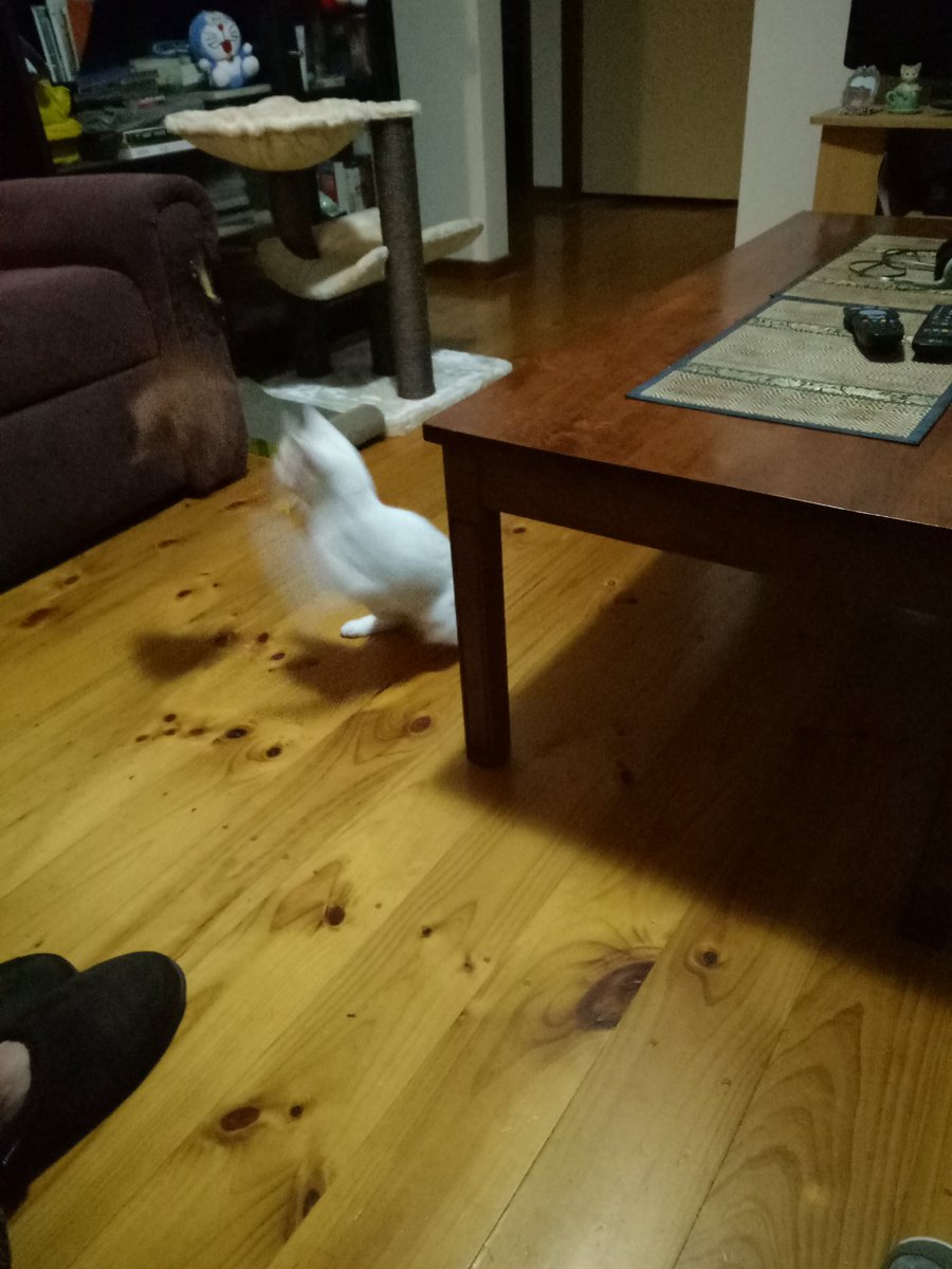 FionaKenndal's tweet photo. @catgirl321 @danapixie This is Lilly she is 5 months old and deaf!  We adopted her today!   😊💖 https://t.co/liKE2ZCg6w